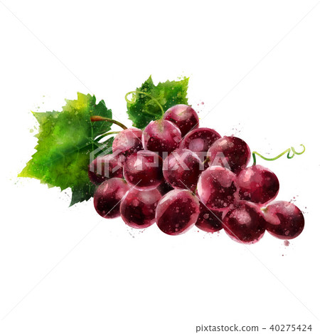 Red grapes on white background. Watercolor illustration Red grapes on white background. Watercolor illustration 40275424