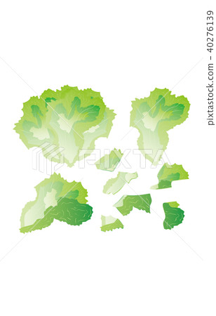 切菜萵苣 切菜萵苣 40276139