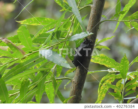 Willow trees and males of Himeookuwagata (Fall 2017 Gifu Prefecture Hida region) Willow trees and males of Himeookuwagata (Fall 2017 Gifu Prefecture Hida region) 40276384