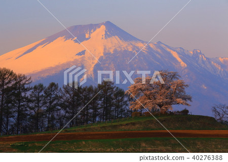 岩手山和Ikura櫻花樹 40276388