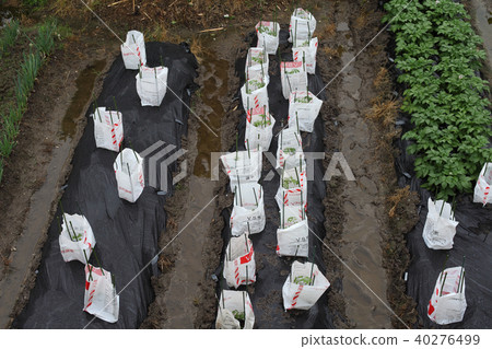 Cereal rain, vermicelli 40276499