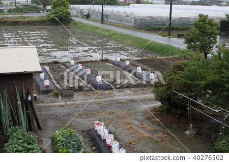 穀物雨,粉絲 穀物雨,粉絲 40276502