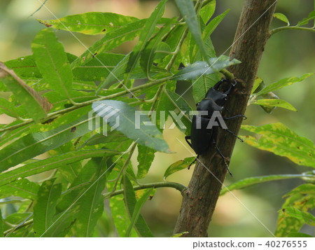 柳樹和Himeookuwagata的男性(2017年秋季岐阜縣飛躍地區) 柳樹和Himeookuwagata的男性(2017年秋季岐阜縣飛躍地區) 40276555