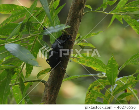 柳樹和Himeookuwagata的男性(2017年秋季岐阜縣飛躍地區) 柳樹和Himeookuwagata的男性(2017年秋季岐阜縣飛躍地區) 40276556