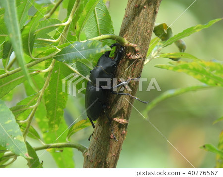 柳樹和Himeookuwagata的男性(2017年秋季岐阜縣飛躍地區) 柳樹和Himeookuwagata的男性(2017年秋季岐阜縣飛躍地區) 40276567