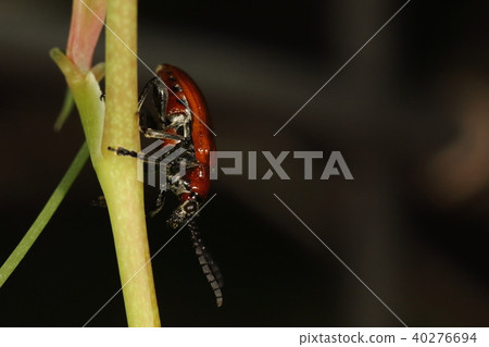 Creatures Insects Red sting beetles, a red belly with black spots is one of the features Creatures Insects Red sting beetles, a red belly with black spots is one of the features 40276694