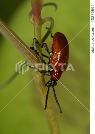 Creatures Insect Red-spotted beetle, perched on the textbook Sartolihu 40276695