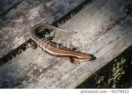 東ni Hondo蜥蜴 東ni Hondo蜥蜴 40276913