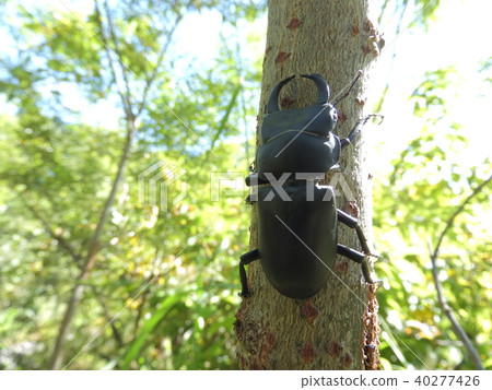 Hime-o-kuwagata男（2017年秋季岐阜縣飛ida地區） 40277426