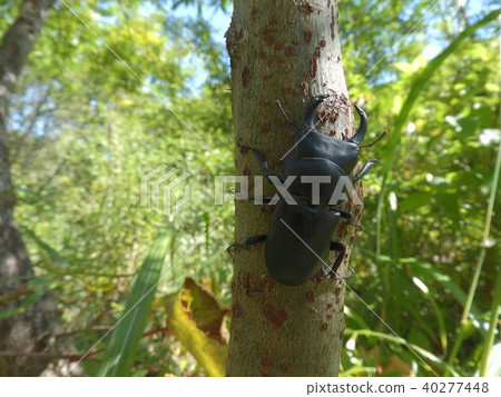 Hime-o-kuwagata男(2017年秋季岐阜縣飛ida地區) Hime-o-kuwagata男(2017年秋季岐阜縣飛ida地區) 40277448