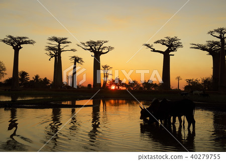 Sunset on the Baobab Highway 40279755