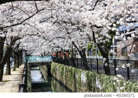 Scenery of Toda City, Saitama Prefecture Cherry blossoms of Shinjo Minami 40280371