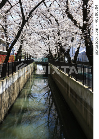 埼玉縣戶田市的風景新莊南的櫻花 埼玉縣戶田市的風景新莊南的櫻花 40280384