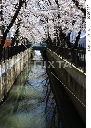 埼玉縣戶田市的風景新莊南的櫻花 埼玉縣戶田市的風景新莊南的櫻花 40280385