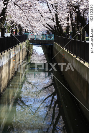 埼玉縣戶田市的風景新莊南的櫻花 埼玉縣戶田市的風景新莊南的櫻花 40280386