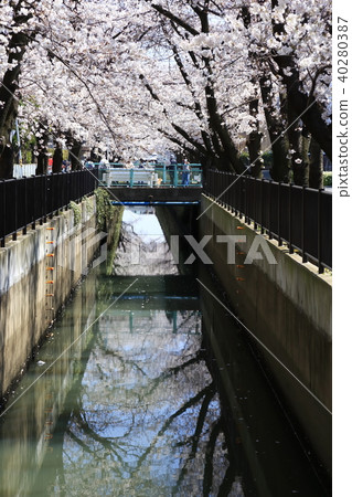 埼玉縣戶田市的風景新莊南的櫻花 埼玉縣戶田市的風景新莊南的櫻花 40280387