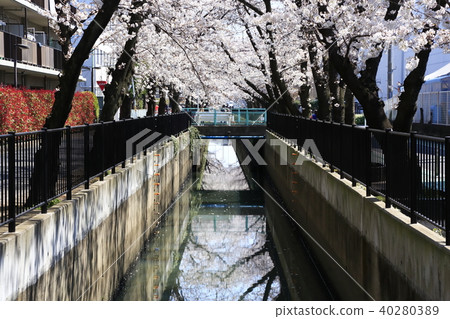 Scenery of Toda City, Saitama Prefecture Cherry blossoms of Shinjo Minami Scenery of Toda City, Saitama Prefecture Cherry blossoms of Shinjo Minami 40280389