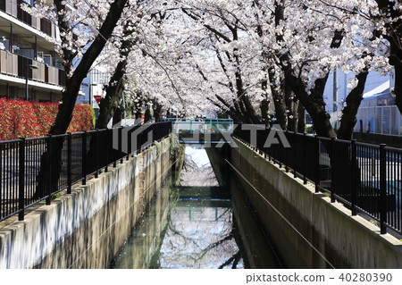 Scenery of Toda City, Saitama Prefecture Cherry blossoms of Shinjo Minami Scenery of Toda City, Saitama Prefecture Cherry blossoms of Shinjo Minami 40280390
