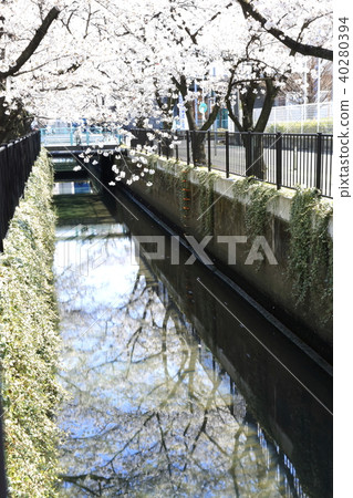 埼玉縣戶田市的風景新莊南的櫻花 埼玉縣戶田市的風景新莊南的櫻花 40280394
