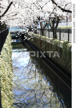 埼玉縣戶田市的風景新莊南的櫻花 埼玉縣戶田市的風景新莊南的櫻花 40280395