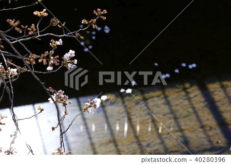 埼玉縣戶田市的風景新莊南的櫻花 埼玉縣戶田市的風景新莊南的櫻花 40280396