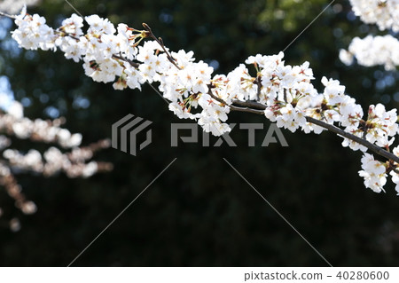 Scenery of Toda City, Saitama Prefecture Scenery of Toda City, Saitama Prefecture 40280600