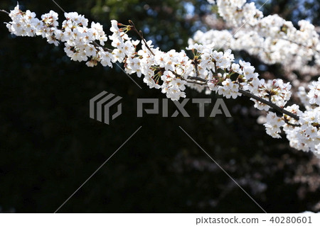 Scenery of Toda City, Saitama Prefecture Scenery of Toda City, Saitama Prefecture 40280601