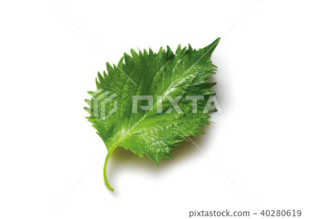 Shiso leaves 40280619