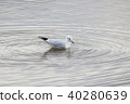 Black-headed gull (Yuriwo) 28 of it. Black headed gull 40280639