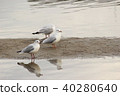 Black-headed gull (Yuriwo) 29 of it. Black headed gull 40280640