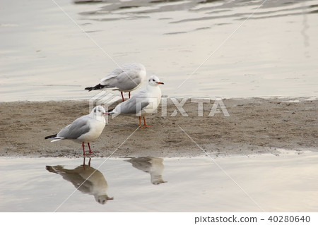 Black-headed gull (Yuriwo) 29 of it. Black headed gull Black-headed gull (Yuriwo) 29 of it. Black headed gull 40280640