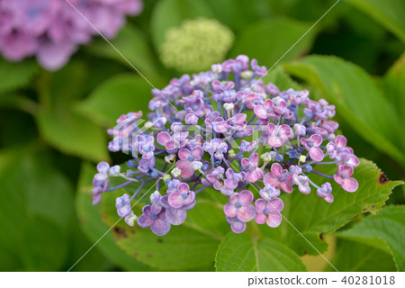 Hydrangea 40281018