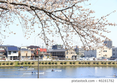 埼玉縣戶田市的風景戶田船道櫻花 40281782
