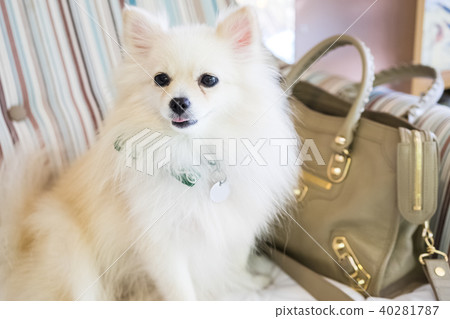 cute white pomeranian dog cute white pomeranian dog 40281787