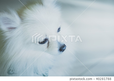 cute white pomeranian dog 40281788
