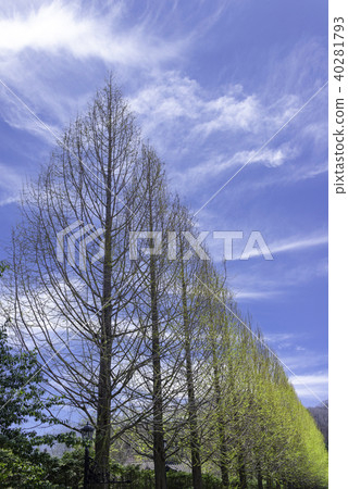 Fresh green and blue sky Fresh green and blue sky 40281793