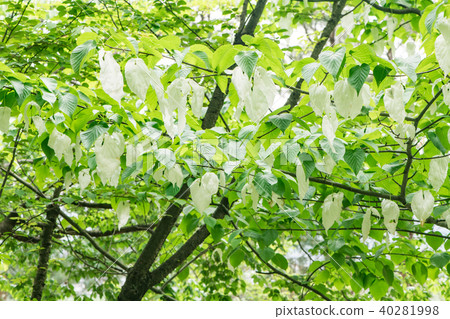 手帕樹 手帕樹 40281998