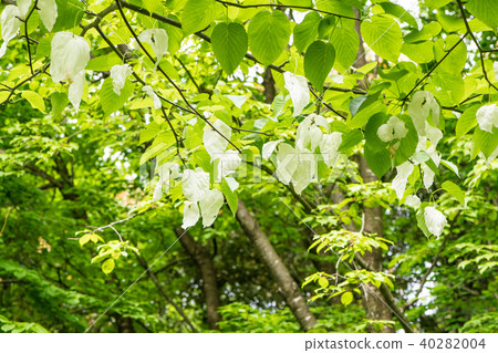 手帕樹 手帕樹 40282004