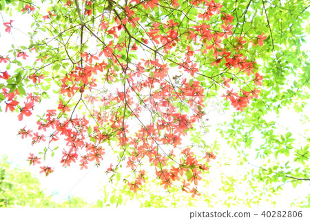 Azalea and fresh green Azalea and fresh green 40282806