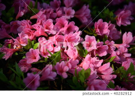 Azalea 40282912