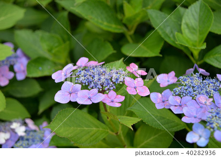 繡球 40282936
