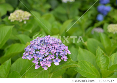 Hydrangea Hydrangea 40282937