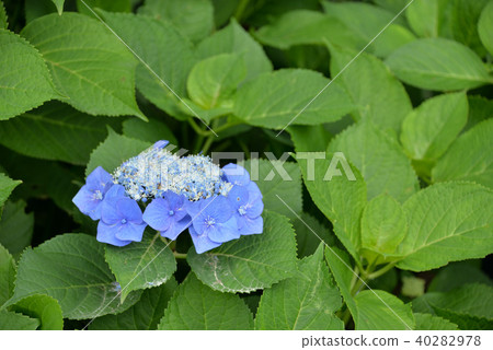 Hydrangea Hydrangea 40282978