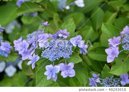 Hydrangea Hydrangea 40283018