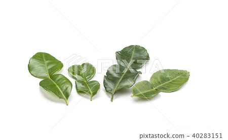 Four branches of lime leaves 40283151