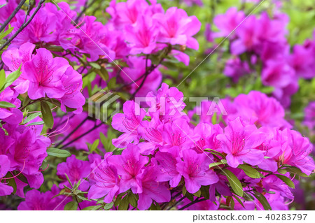 杜鵑花的花 杜鵑花的花 40283797