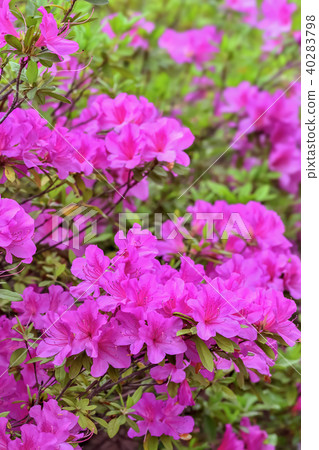 杜鵑花的花 杜鵑花的花 40283798