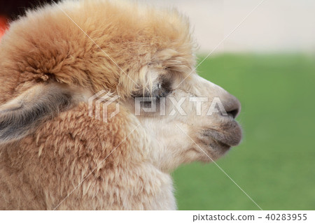 Cute Children S Alpaca Face Face Up Animals Stock Photo