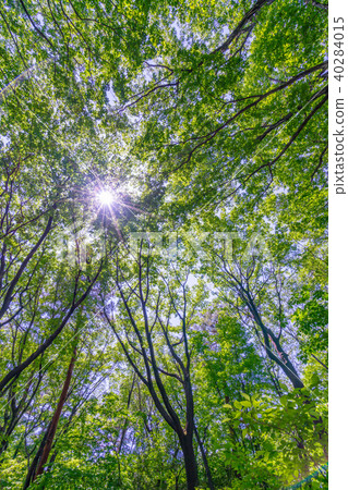 New green image 40284015