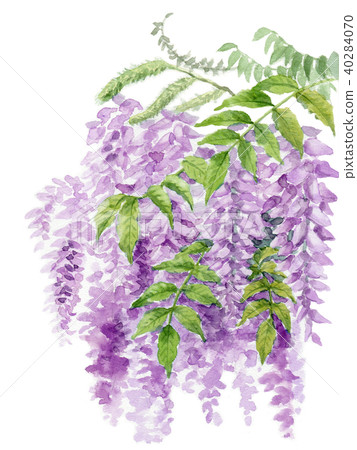 Rattan flower painted by watercolor 40284070